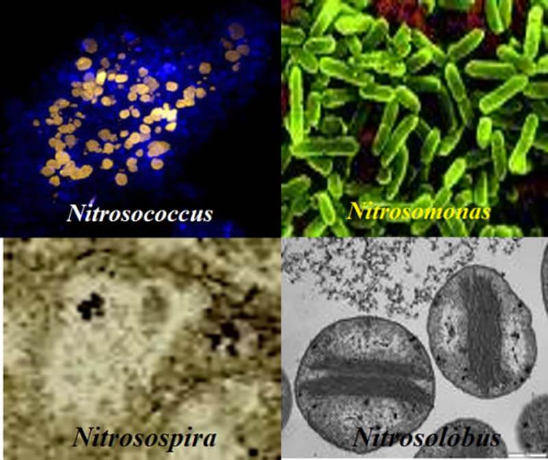 nitrosomonas và nitrobacter